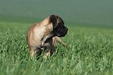 BULLMASTIFF 544